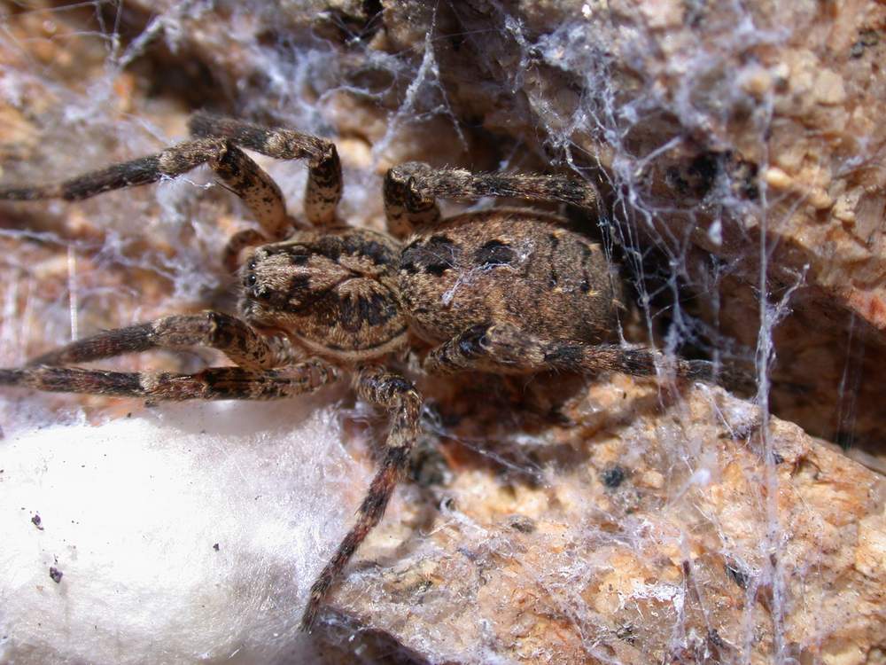 ARGIOPE LOBATA